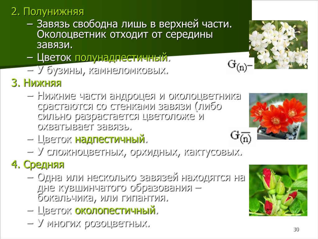 30 2. Полунижняя Завязь свободна лишь в верхней части. Околоцветник отходит от середины завязи.